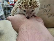 baby hedgehogs - Photo 2