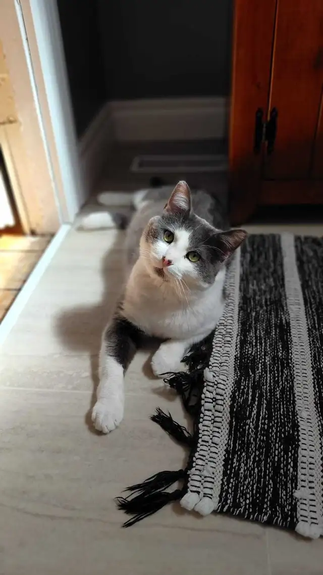 Rescue Cat for Adoption