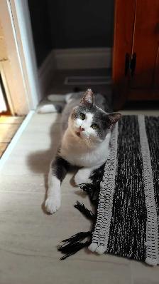 Rescue Cat for Adoption