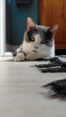 Rescue Cat for Adoption - Photo 2