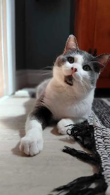 Rescue Cat for Adoption - Photo 3