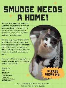 Rescue Cat for Adoption - Photo 4
