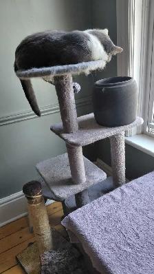Rescue Cat for Adoption - Photo 5