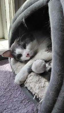 Rescue Cat for Adoption - Photo 6