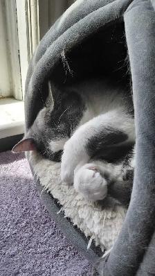 Rescue Cat for Adoption - Photo 7