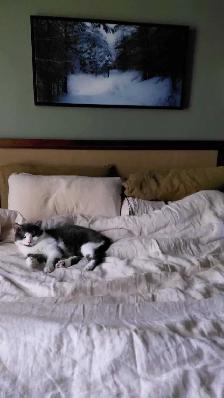 Rescue Cat for Adoption - Photo 8