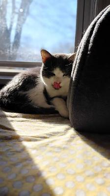 Rescue Cat for Adoption - Photo 9