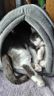 Rescue Cat for Adoption - Photo 10
