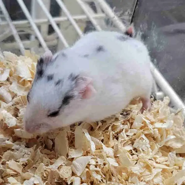 hamsters