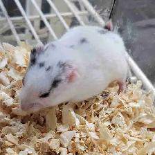 hamsters