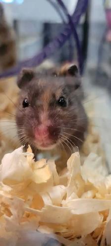 hamsters - Photo 2