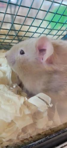 hamsters - Photo 3