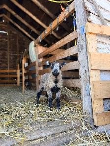 Registered Icelandic Ewe Lambs