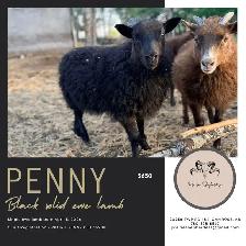 Registered Icelandic Ewe Lambs - Photo 2