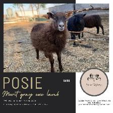 Registered Icelandic Ewe Lambs - Photo 3