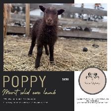 Registered Icelandic Ewe Lambs - Photo 4