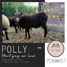 Registered Icelandic Ewe Lambs - Photo 5