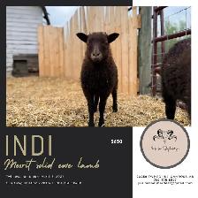 Registered Icelandic Ewe Lambs - Photo 6