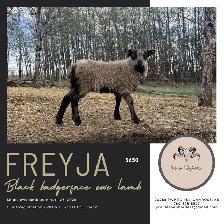Registered Icelandic Ewe Lambs - Photo 7
