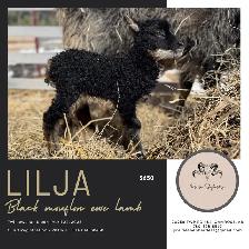 Registered Icelandic Ewe Lambs - Photo 8
