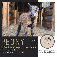 Registered Icelandic Ewe Lambs - Photo 9