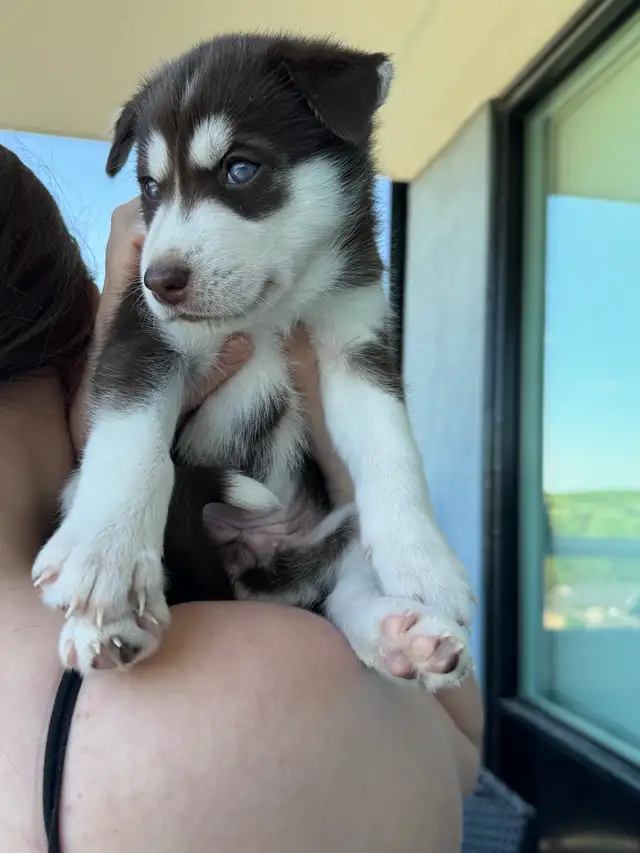 Husky Puppies for Sale