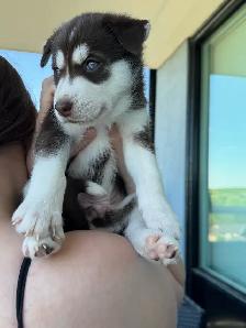 Husky Puppies for Sale