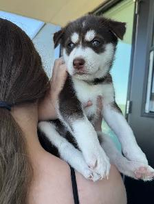 Husky Puppies for Sale - Photo 2