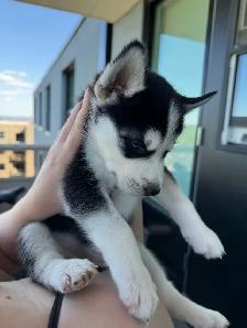 Husky Puppies for Sale - Photo 3