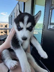 Husky Puppies for Sale - Photo 4