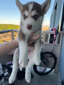 Husky Puppies for Sale - Photo 6