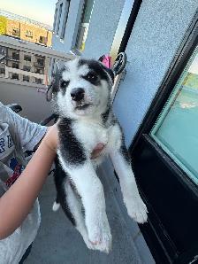 Husky Puppies for Sale - Photo 7