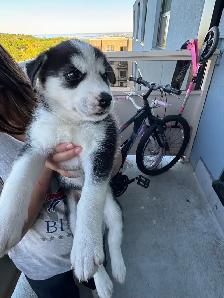 Husky Puppies for Sale - Photo 8