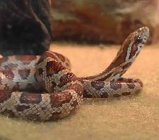 baby corn snake