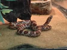 baby corn snake - Photo 2
