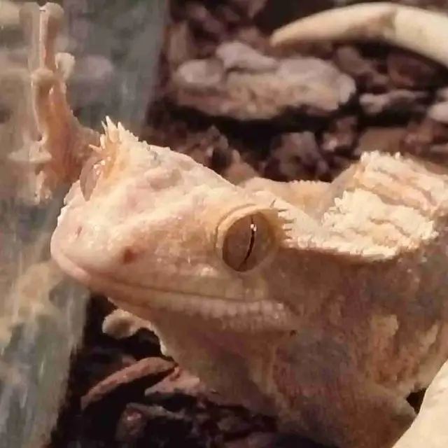 baby crested geckos