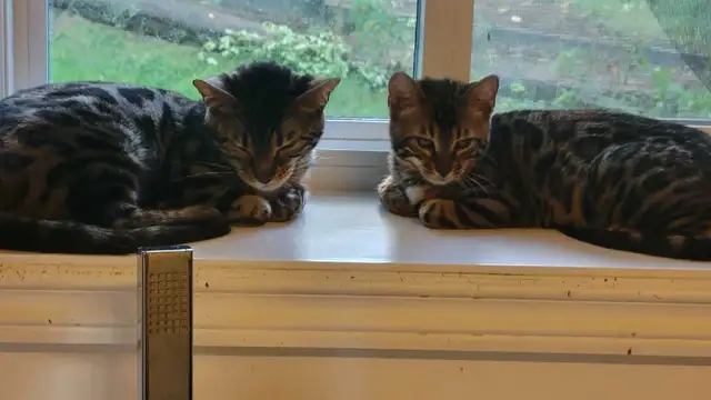 Fermeture élevage de Bengals