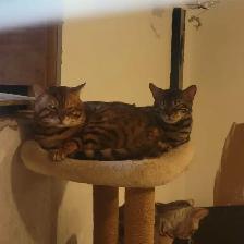 Fermeture élevage de Bengals - Photo 2