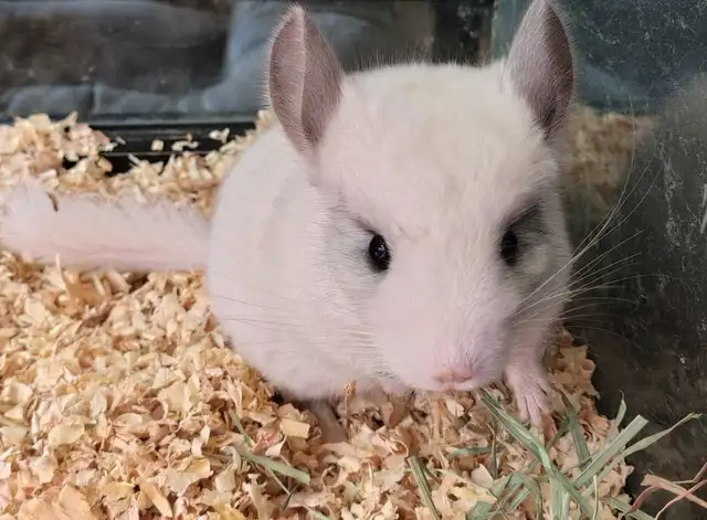 baby chinchillas