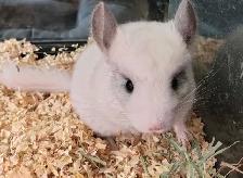 baby chinchillas