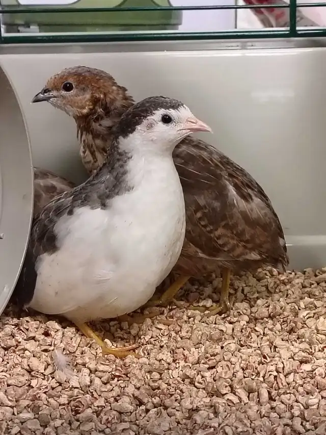 button quail