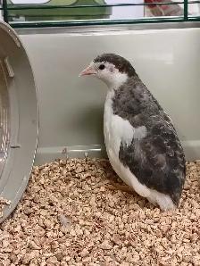 button quail - Photo 2