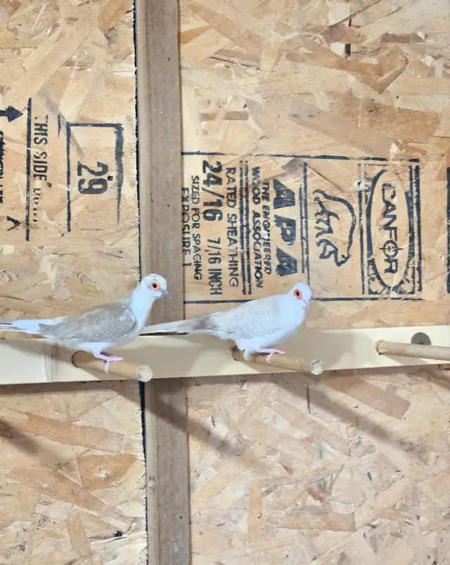 Pair of Diamond Doves