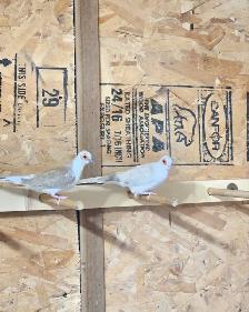 Pair of Diamond Doves