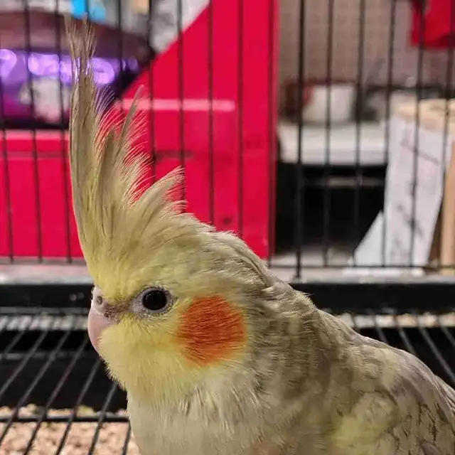 baby cockatiel