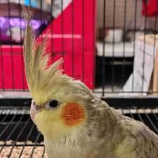 baby cockatiel
