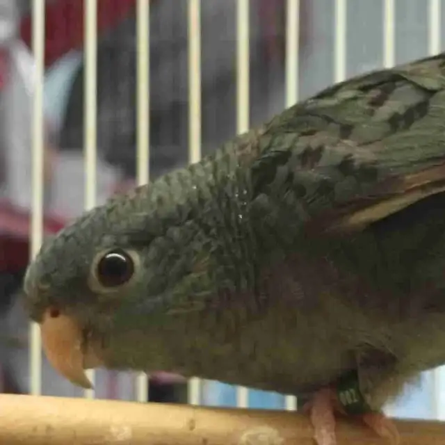 lineolated parakeet