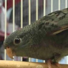 lineolated parakeet