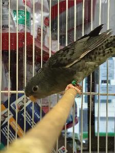 lineolated parakeet - Photo 2