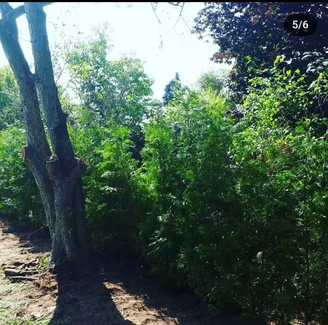 CHEAP EASTERN WHITE CEDARS FOR HEDGES
